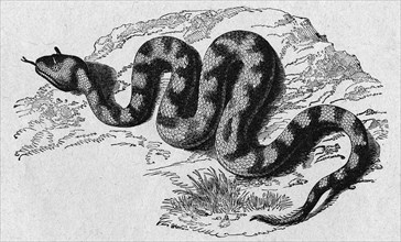 Snake. Cerastes venomous Viper
