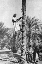 Historical Geography. 1900. Iraq. Climber after the fruit in a grove of date palms.