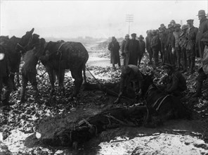 Mules engulfed in the mud.