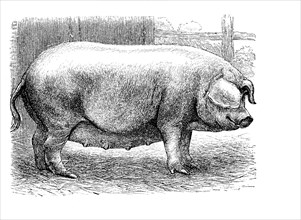 Westfälisches Schwein