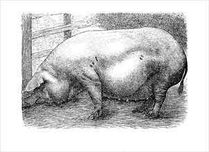Das Meißner Schwein Oder Meißner Gebrauchsschwein War Eine Schweinerasse Aus Der Gegend Um Meißen In Sachsen