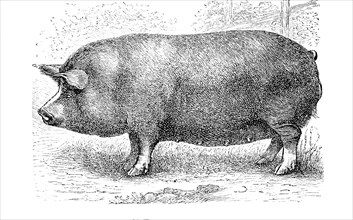 Berkshire Pigs