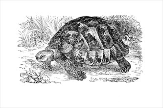 Common Tortoise