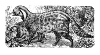 Malabar Large-Spotted Civet