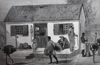 The Rebellion In The Transvaal: Exterior Of A Boer'S House. The First Boer War