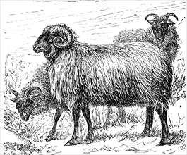 A Specie Of Sheep
