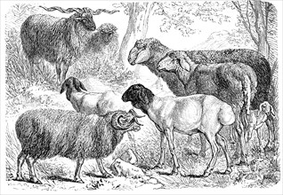 Various Species Of Sheeps