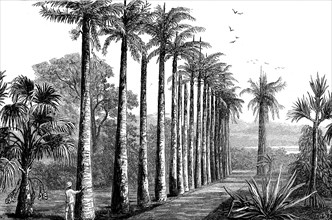 Palms In The Botanic Gardens