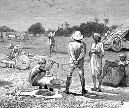 Indigo Cultivation In Tirhoot