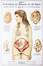 Development Of The Child Before The Birth In The Woman. Entwicklung Des Menschen Vor Der Geburt In Der Frau