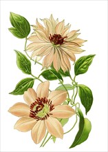 Clematis Var Aureliana