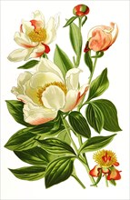 Paeonia Albiflora