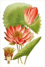 Nymphaea Lotus Var Rubra