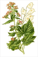 Lunaria Biennis