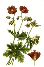 Geranium Ibericum Var Platypetalum