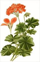 Pelargonium Lateripes