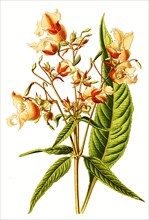 Impatiens Roylei