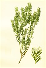 Phylica Ericoides