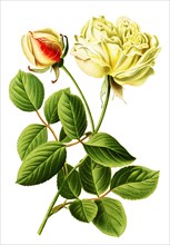 Tea Rose Gloire De Dijon