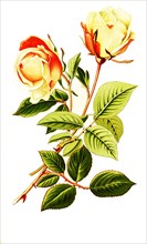 Tea Rose Safrano