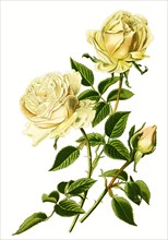 Bourbon Rose Souvenir De La Malmaison