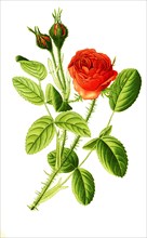 Rosa Centifolia Var Muscosa