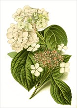 Hydrangea Hortensia