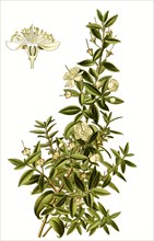 Myrtus Cummunis