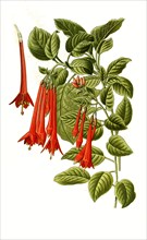 Fuchsia Fulgens