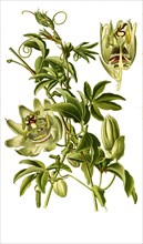 Passiflora Coerulea