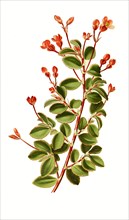Begonia Fuchsioides. Begonie
