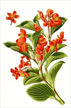 Begonia Semperflorens. Begonie