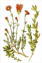 Mesembryanthemum Violaceum