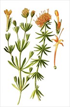 Phuopsis Stylosa
