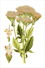 Centranthus Macrosiphon