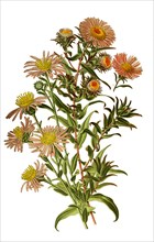 Aster Novea Angliae