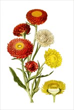 Helichrysum Bracteatum