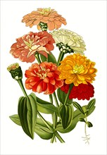 Zinnia Elegans