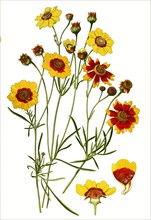 Coreopsis Tinctoria