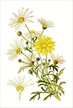 Chrysanthemum Frutescens