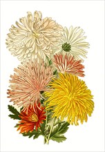 Chrysanthemum Sinense Var.