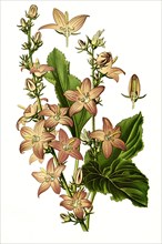 Campanula Pyramdialis