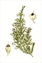 Erica Melanthera