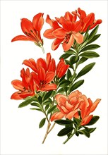 Azalea Indica