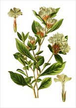 Ceratostigma Plumbaginoides