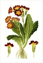 Primula Variabilis