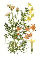 Gilia Coronopifolia