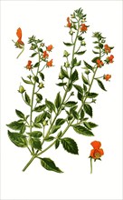 Alonsoa Incisifolia