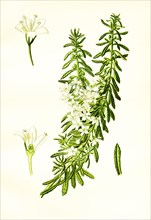 Myoporum Parvifolium
