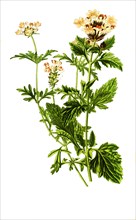 Verbena Aubletia